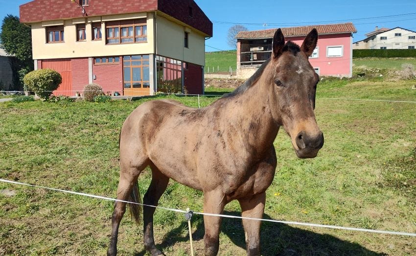 Caballo en La Espina (Asturias)
