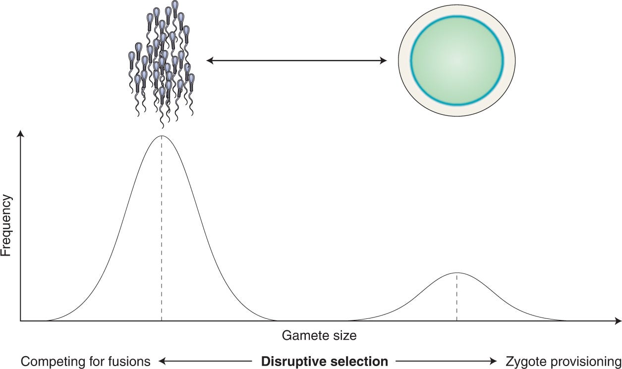 Sperm size evolution | Nature Ecology & Evolution