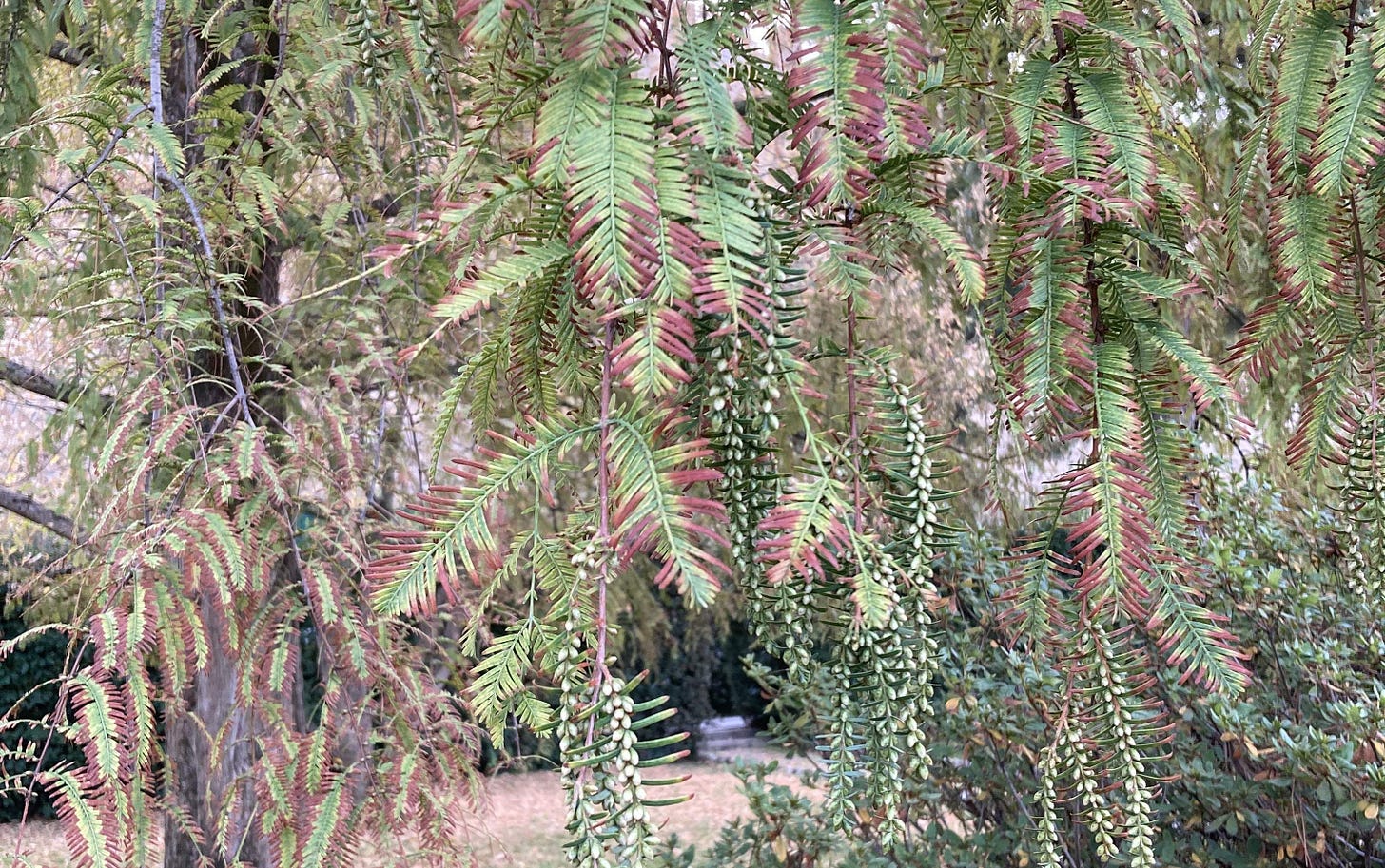 The feather-shaped leaves of dawn redwood, turning reddish on the tips and strings of pale oval structures which are the pollen cones.