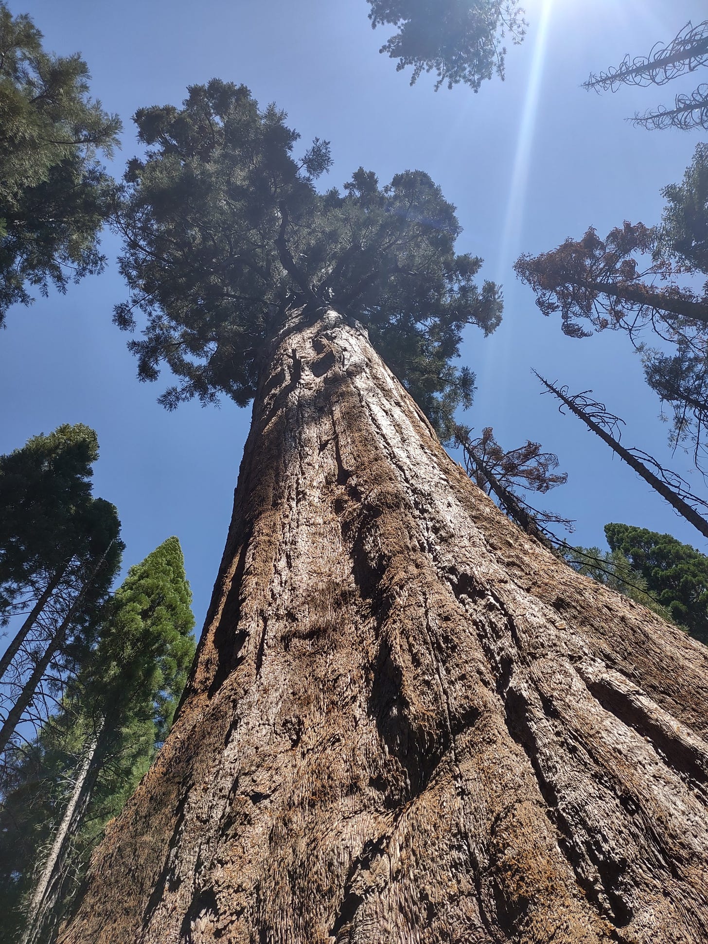 A Giant Sequoia at Nelder Grove