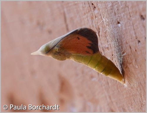 Mystery chrysalis about an hour before the butterfly eclosed