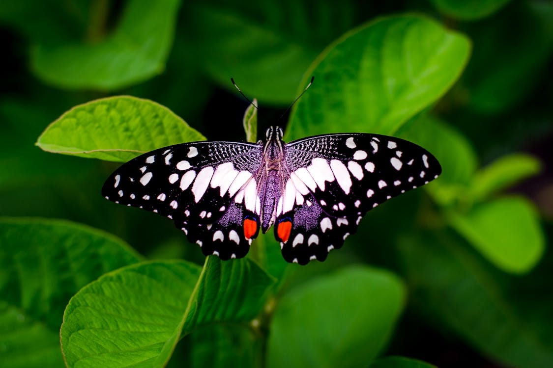 Free Close-up Photography of a Butterfly Stock Photo