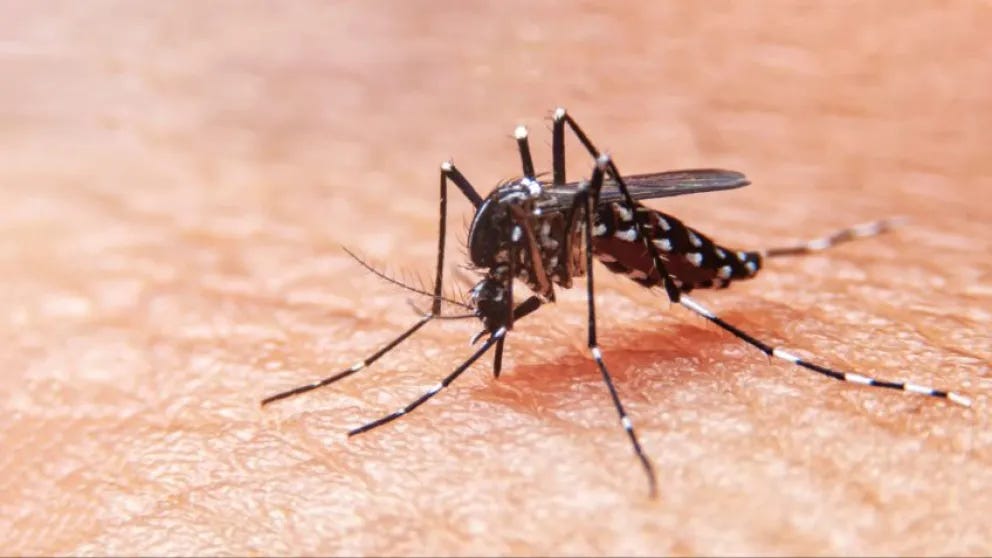 Confirman dos casos de dengue autóctono en Bahía Blanca | El Orden de Pringles