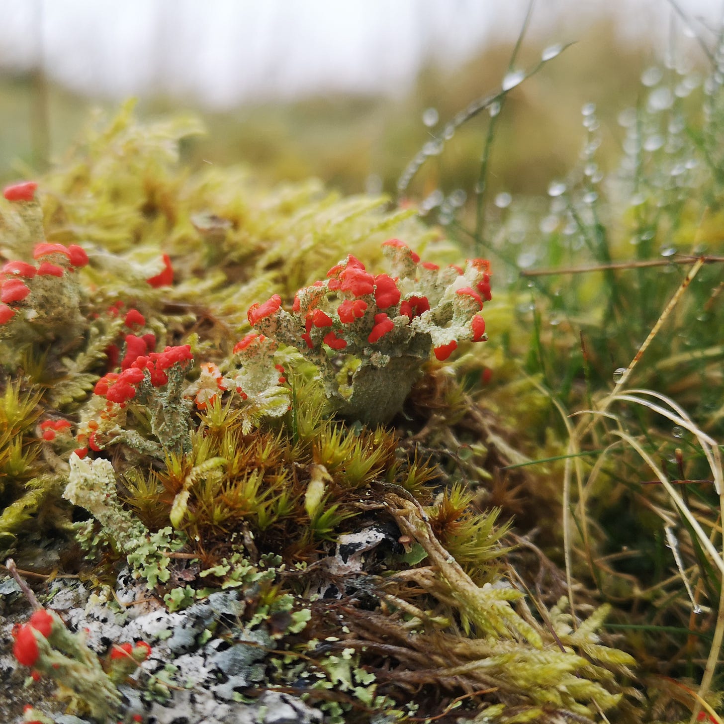  As you walk along the path, your attention is caught by an improbabe mass of red on the ground. A cluster of pale green lichens emerges from a patch of moss on a rock, forming trumpt-like shapes topped with the brightest scarlet. Behind them, the grass hold droplets of water from a recent rain.