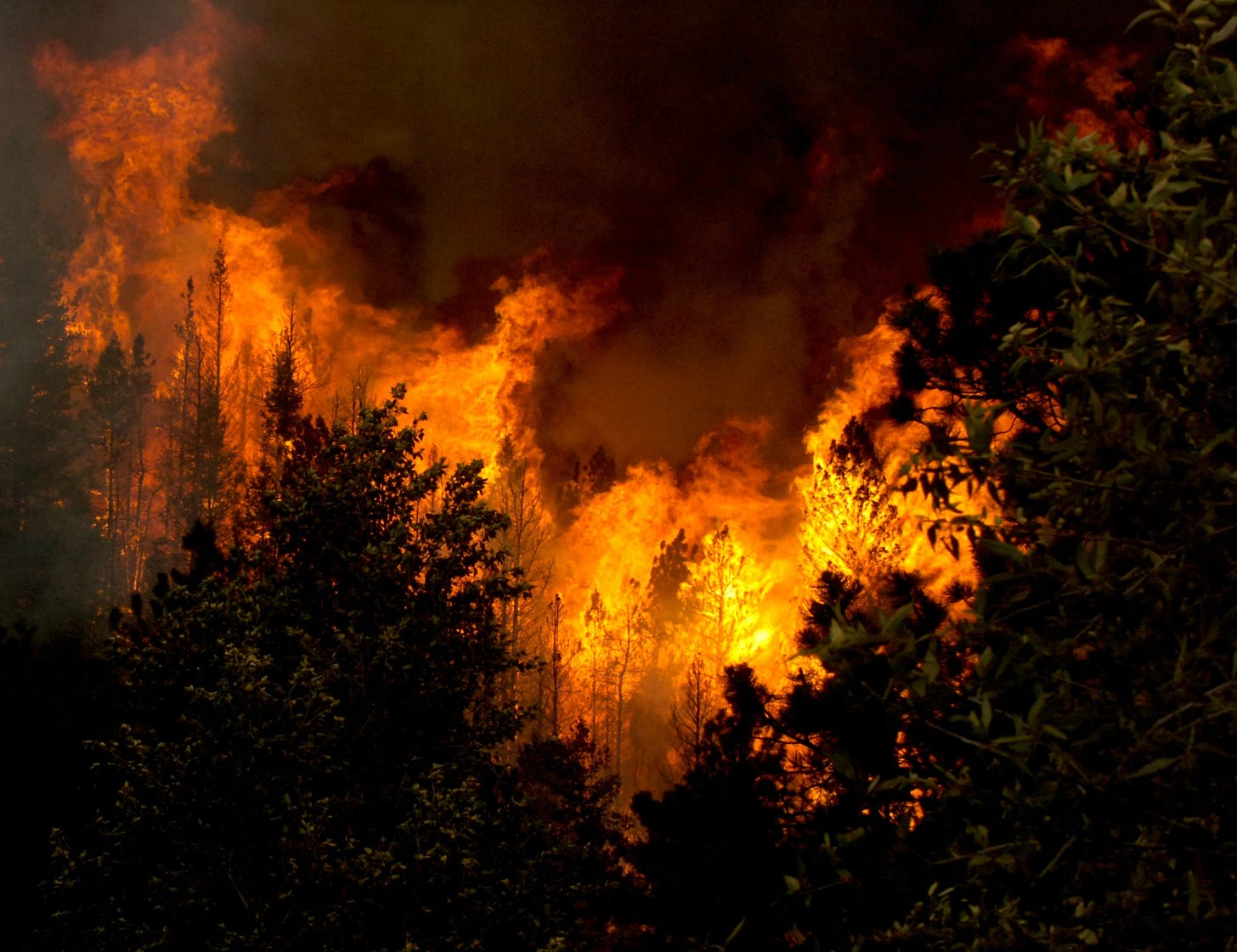 Tiny beetles don't cause big fires, study finds, raising policy questions | Science | AAAS Tiny beetles don't cause big fires, study finds, raising policy questions | Science | AAAS