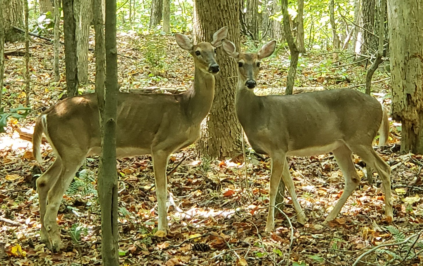 Two white-tailed deer does stand at attention looking toward the photograhper among the trunks of trees