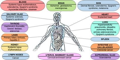 Feto-maternal microchimerism: Memories from pregnancy: iScience