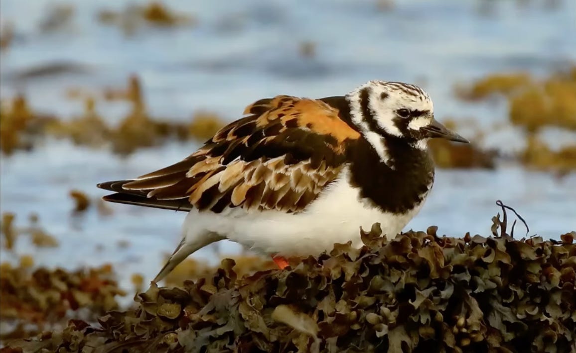 A Turnstone in Alnmouth