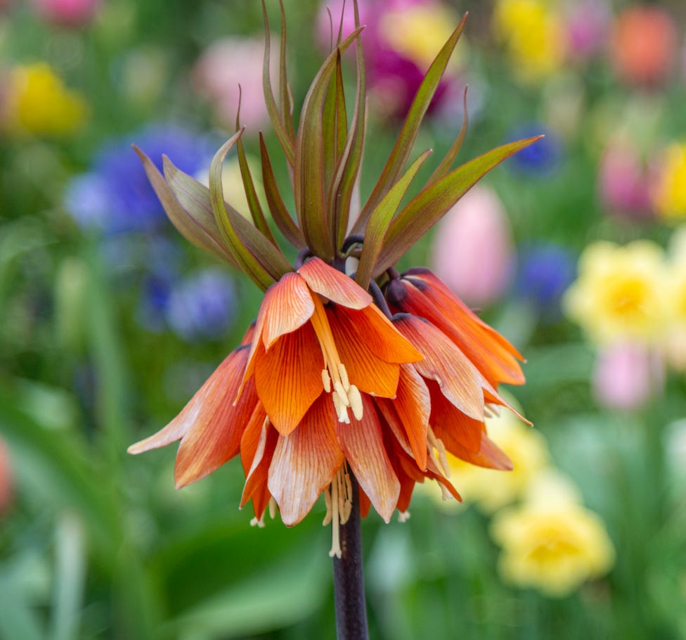 orange and yellow flowers in a bulb meadow