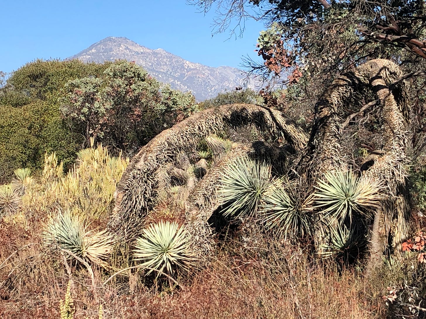 Landscape with Joshua trees which are curving downward to the ground as well as dry grasses and bushes with stark mountains in the background.