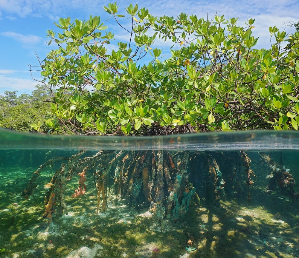 Mangrove forests can rebound thanks to climate change – it's an opportunity  we must take