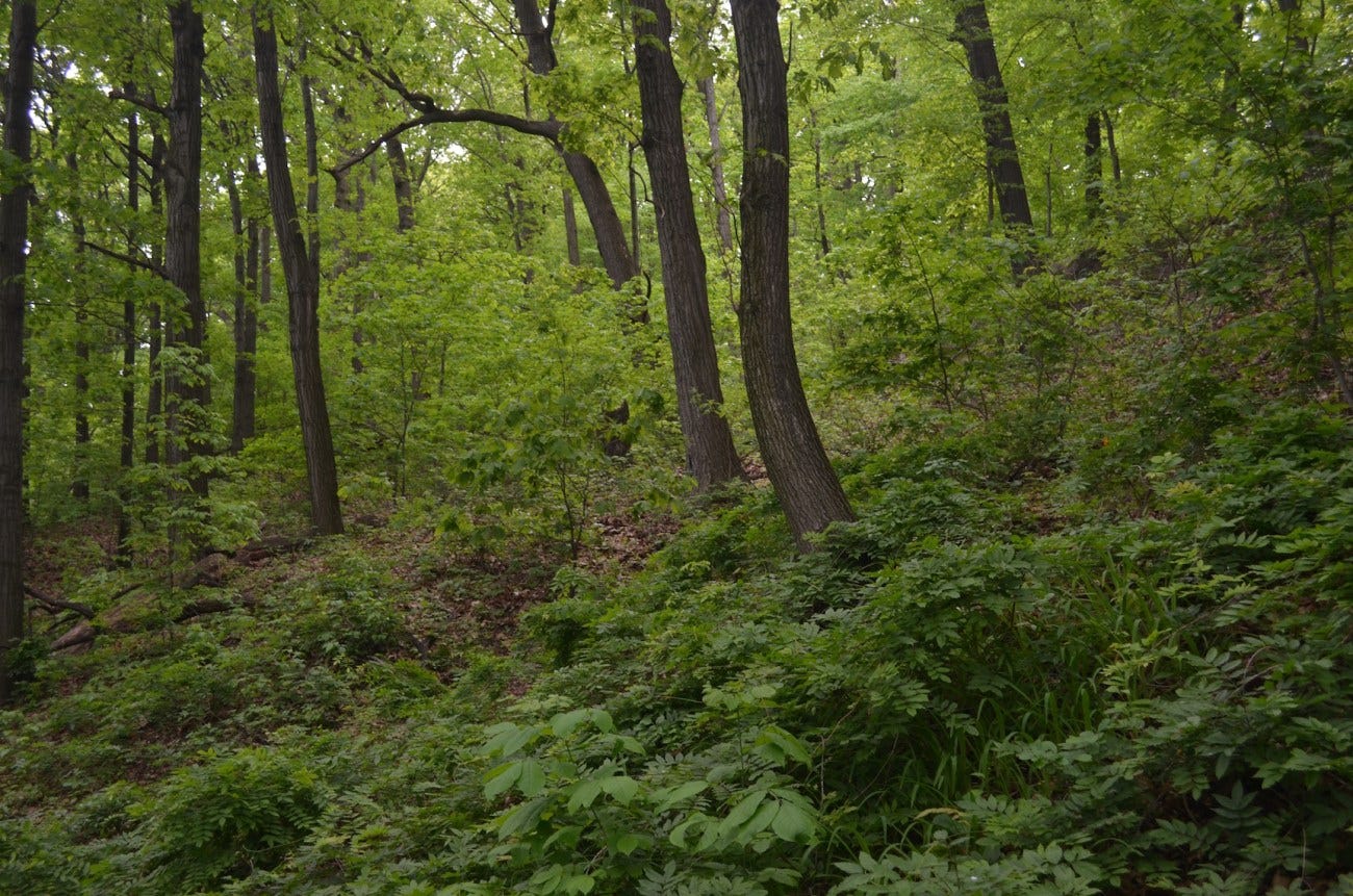 Exploring Inwood Hill Park in Upper Manhattan - Full Access NYC