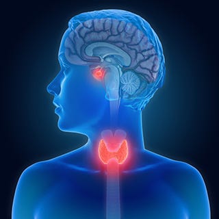 Endocrine Disruptors | National Institute of Environmental Health Sciences