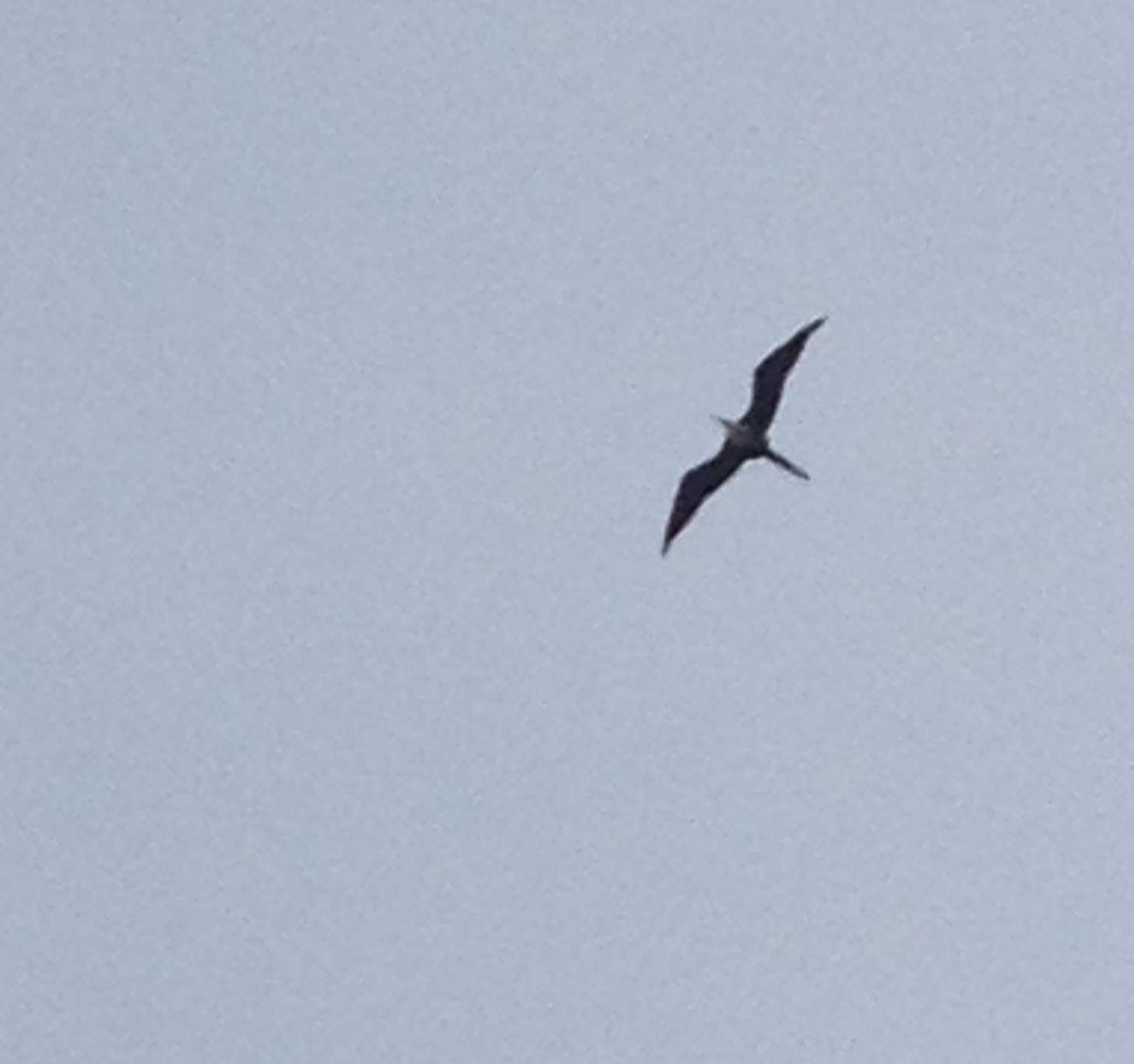 The silhouette of a bird high in a gray sky