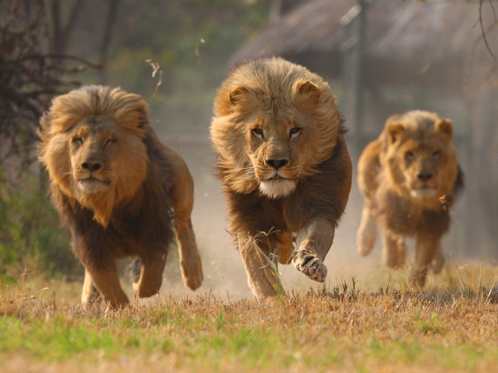 African Lion Facts - The Sub-Saharan Big Cats - PinStorus