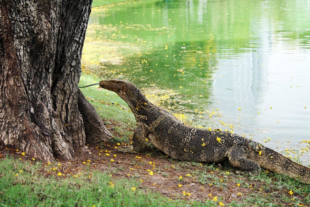Bangkok Monitor Lizard | Water monitor lizard found somethin… | Flickr