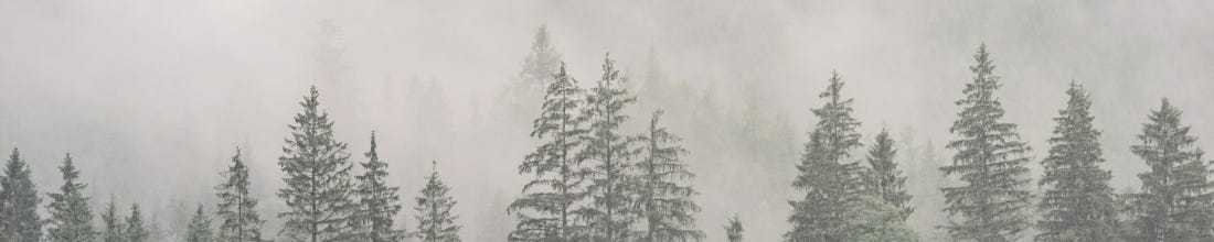 Tree tops in mist.