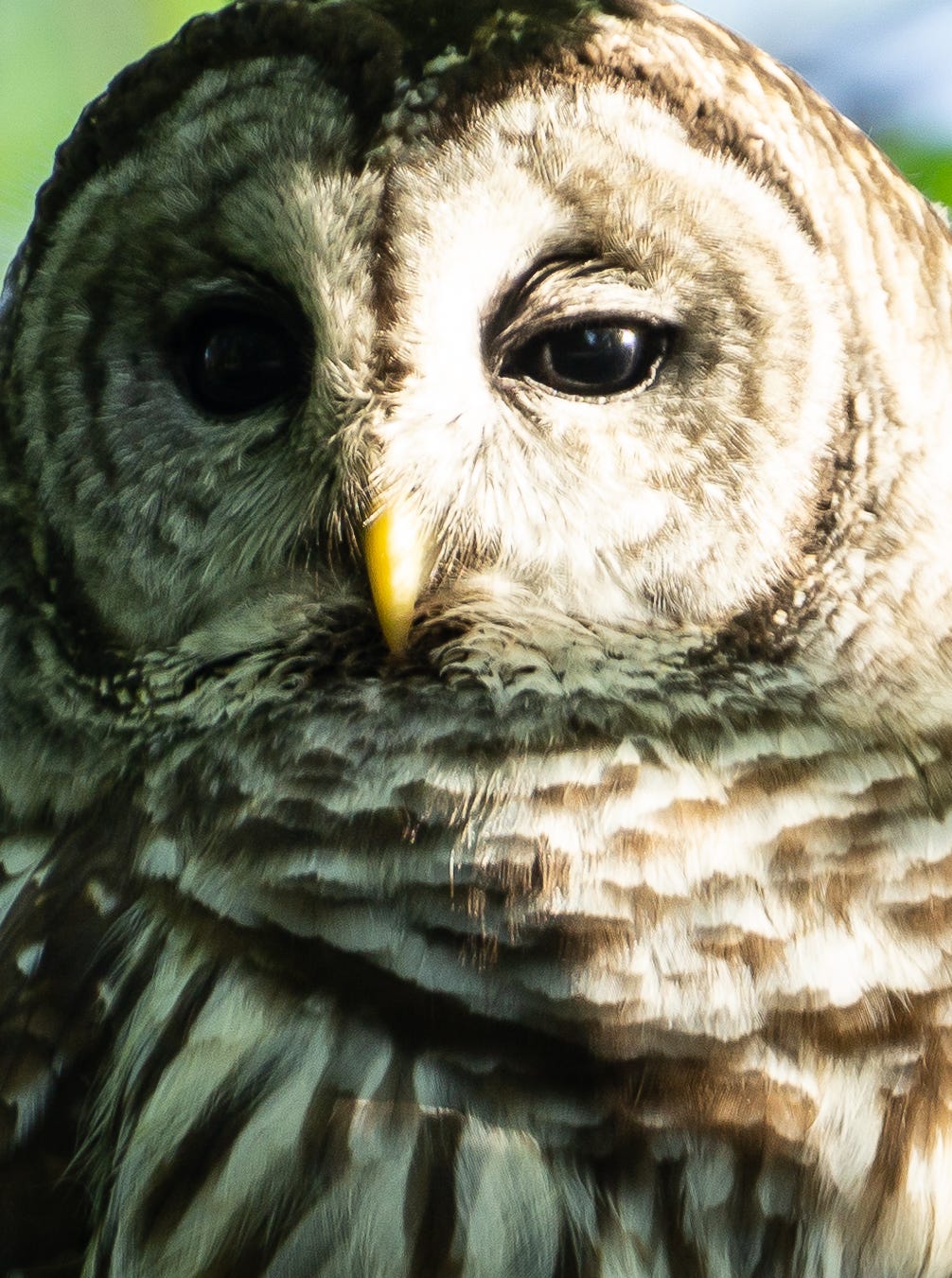 Extreme close-up of a barred owl.