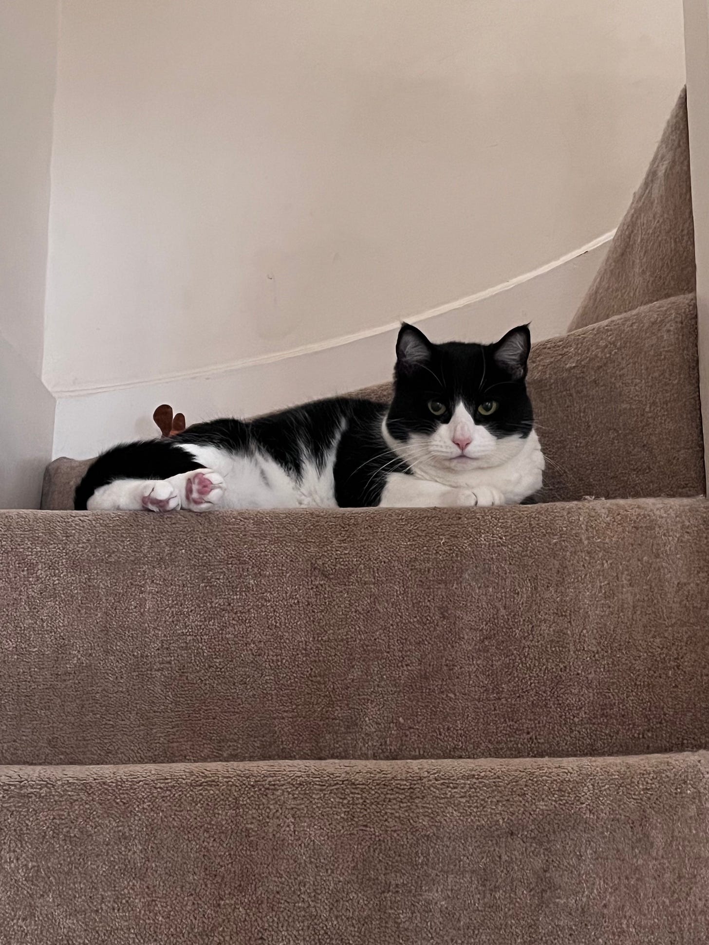 A black & white cat sat on cream coloured stair carpet with a stern or grumpy expression, paws crossed for comfort.