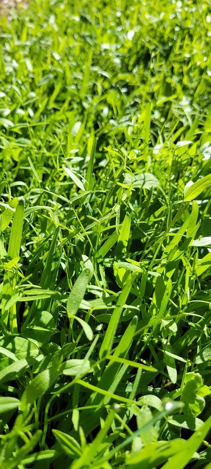 Vibrant green cover crop growing in a garden bed