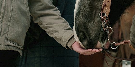 Walker Cordell feeding horse.