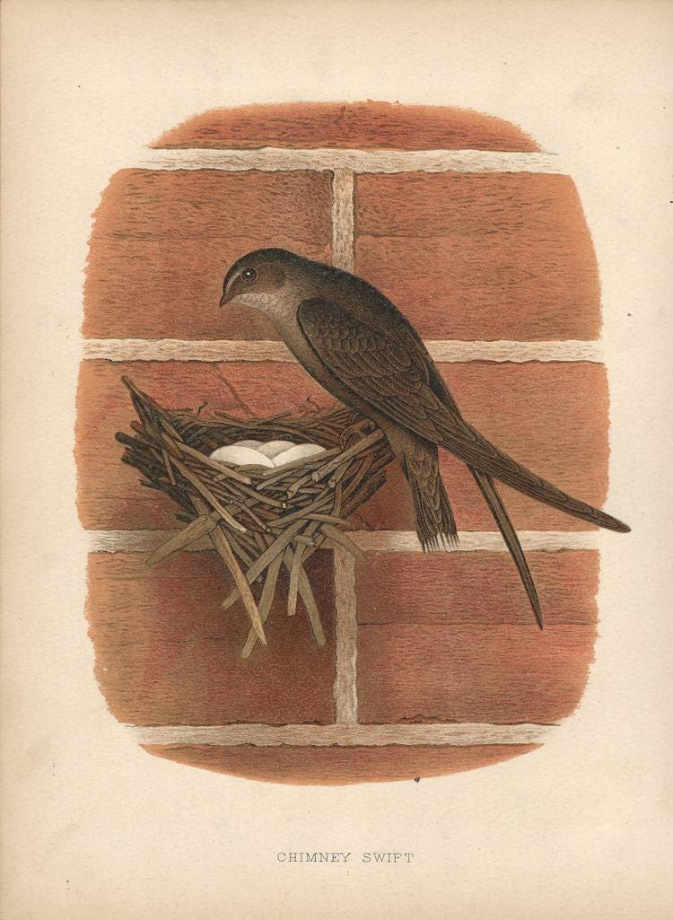 Chimney Swift Gentry Nests and Eggs of Birds of the United States US Antique Print Plate