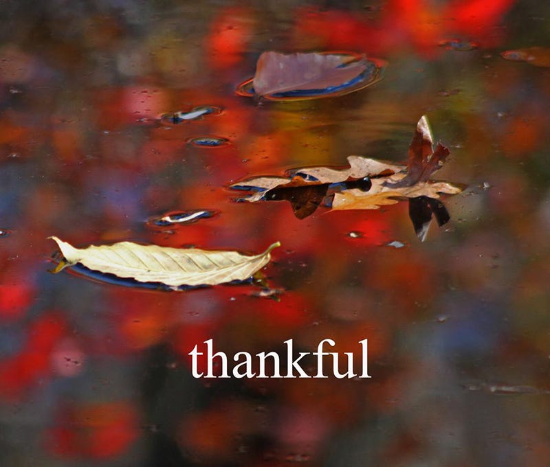 Leaves on top of water, with the word "thankful" across the image