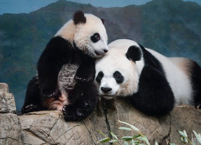 May 21, 2021; Washington, DC, USA. Giant Panda Xiao Qi Ji, left, celebrates his 9-month birthday with his mother Mei Xiang, 22 years of age, as visitors make their return to the Smithsonian National Zoo on May 21, 2021 in Washington. The National Zoo opened for the first time on Friday since November 2020 due to the Covid-19 pandemic.. Mandatory Credit: Jack Gruber-USA TODAY