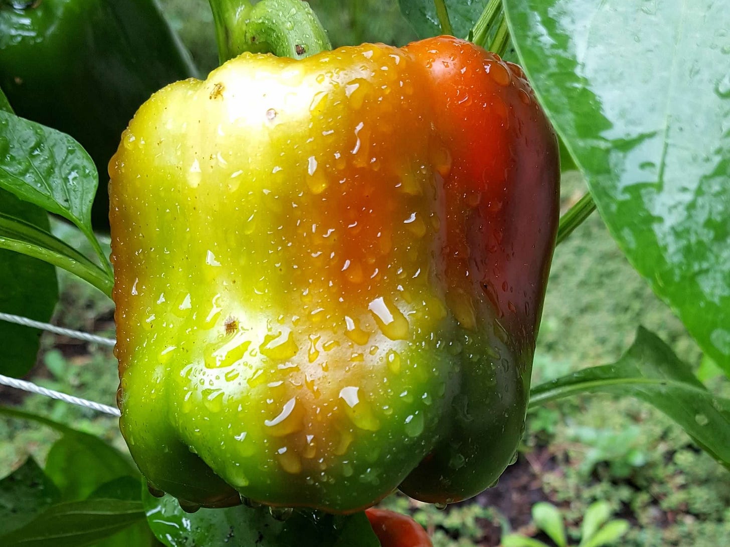 A partially ripe red pepper covered in raindrops