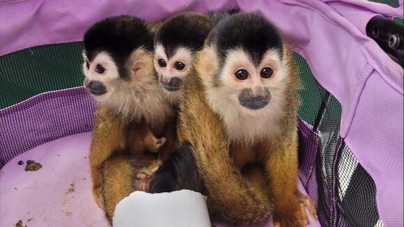 Monkeys discovered while being smuggled through a South Texas Border Patrol checkpoint