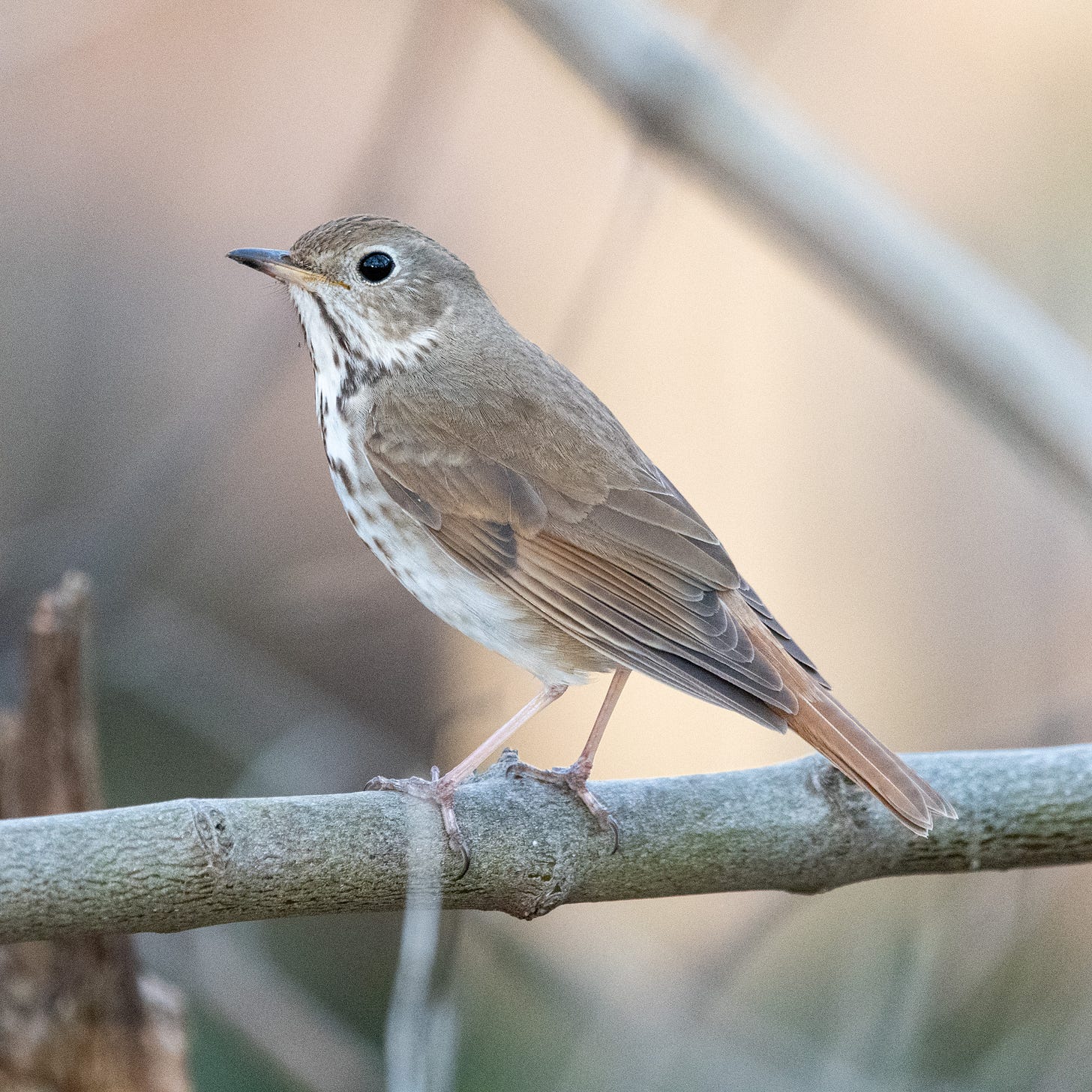A close-up of a hermit thrush, perched and facing left
