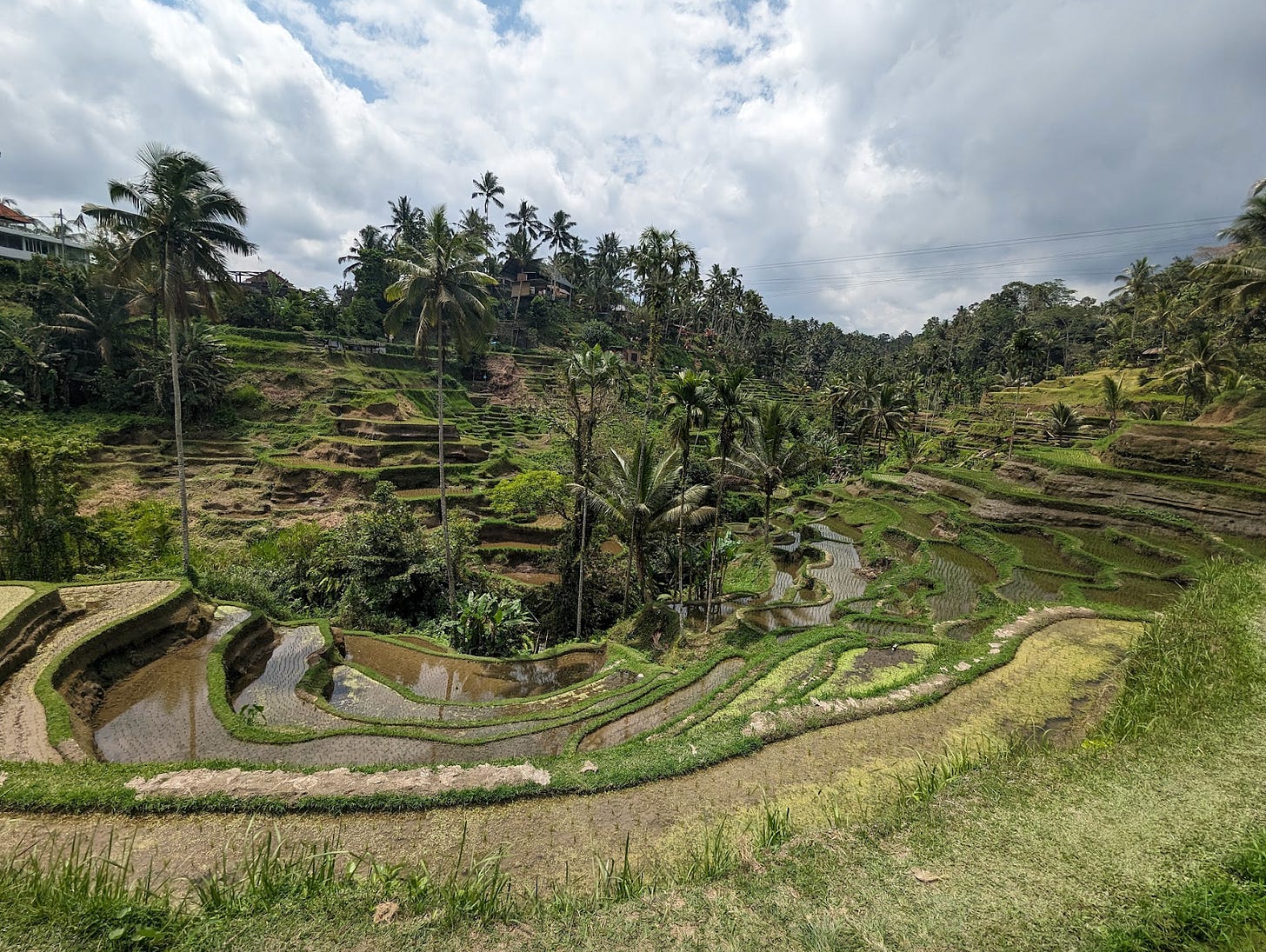 A landscape shot of a rice field