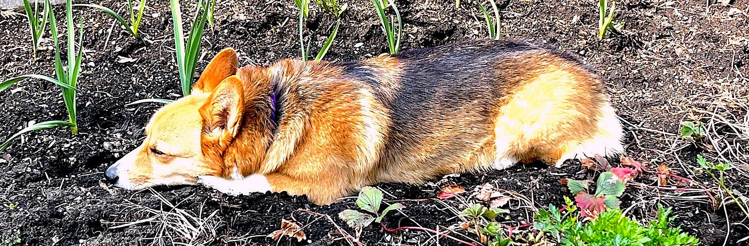 sleeping corgi in amongst the garlic