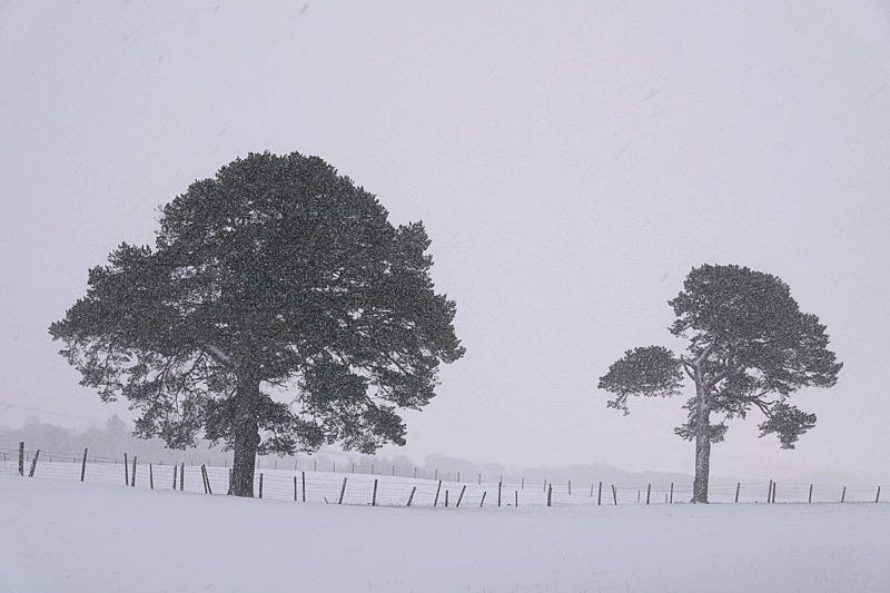 Two sentinel pines sit darkly along the fenced field edge in a snowstorm