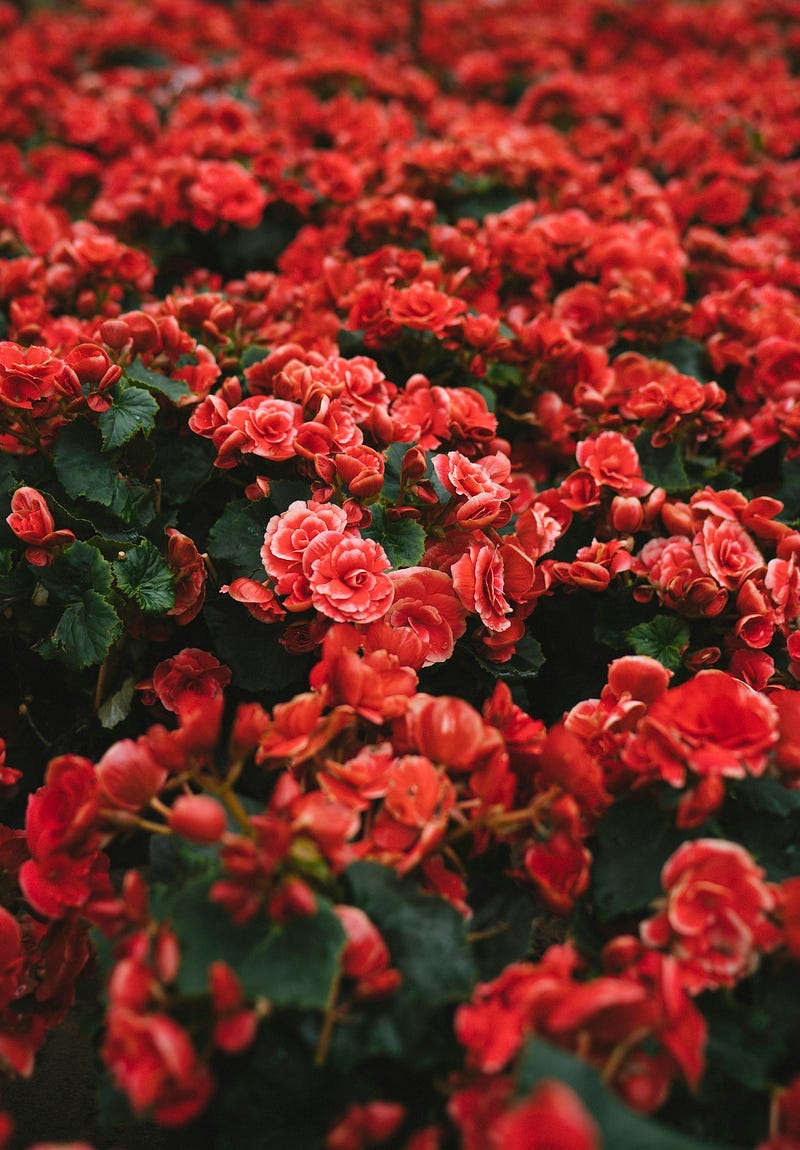 Red blooming flowers Red blooming flowers