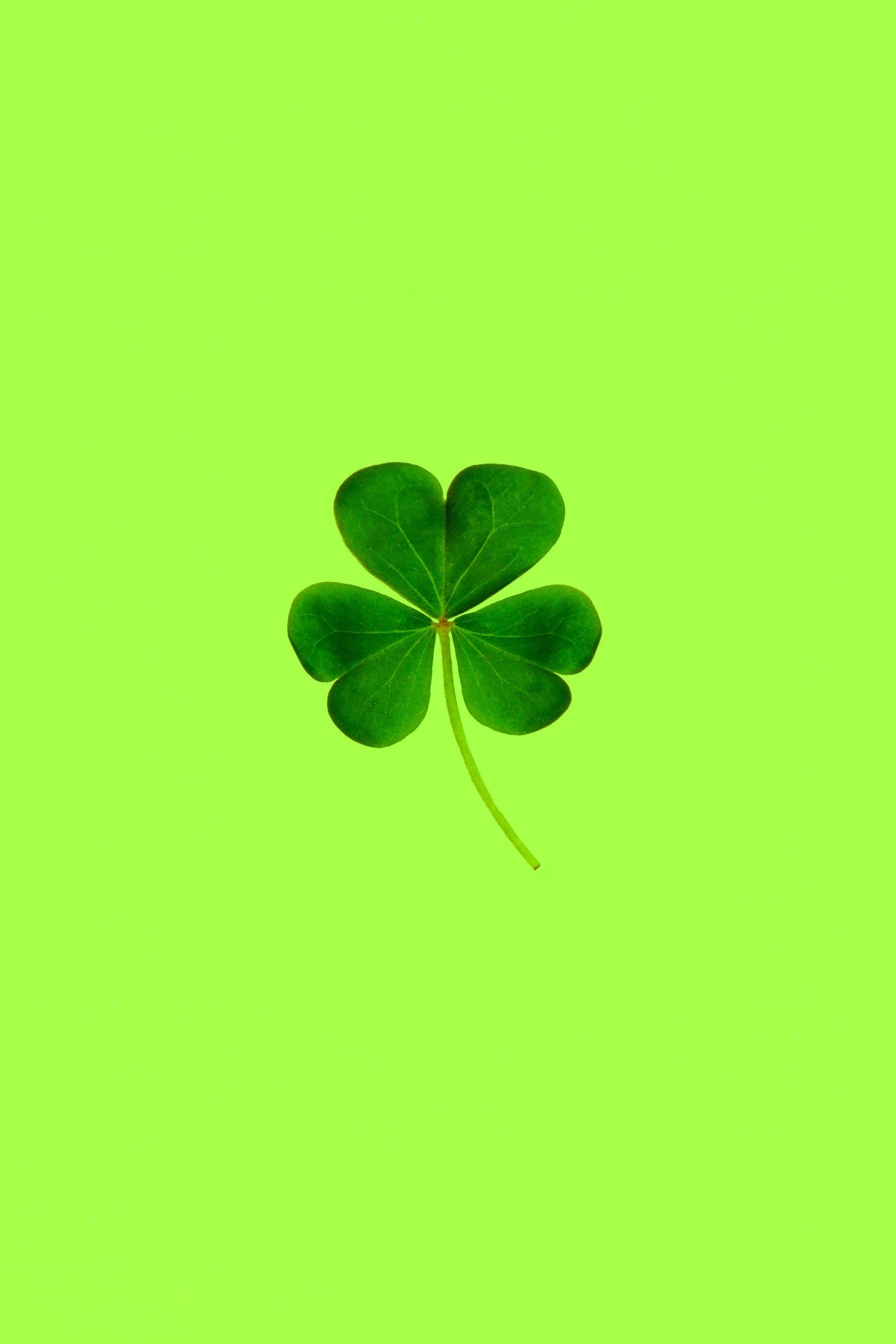 Picture of four leaf clover representing luck