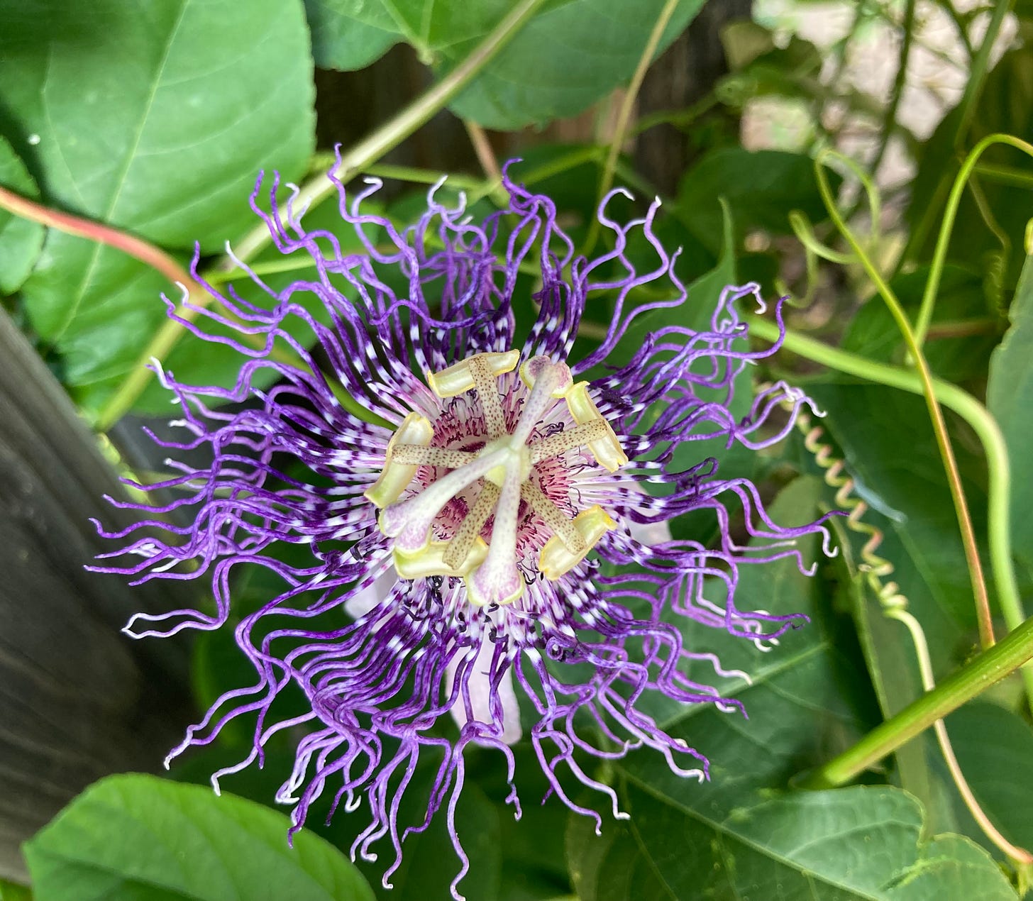 passionflower