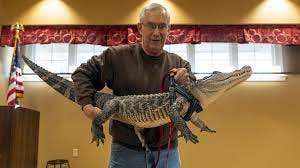 Meet Wally, the emotional support alligator from York County who likes to  watch TV – The Morning Call