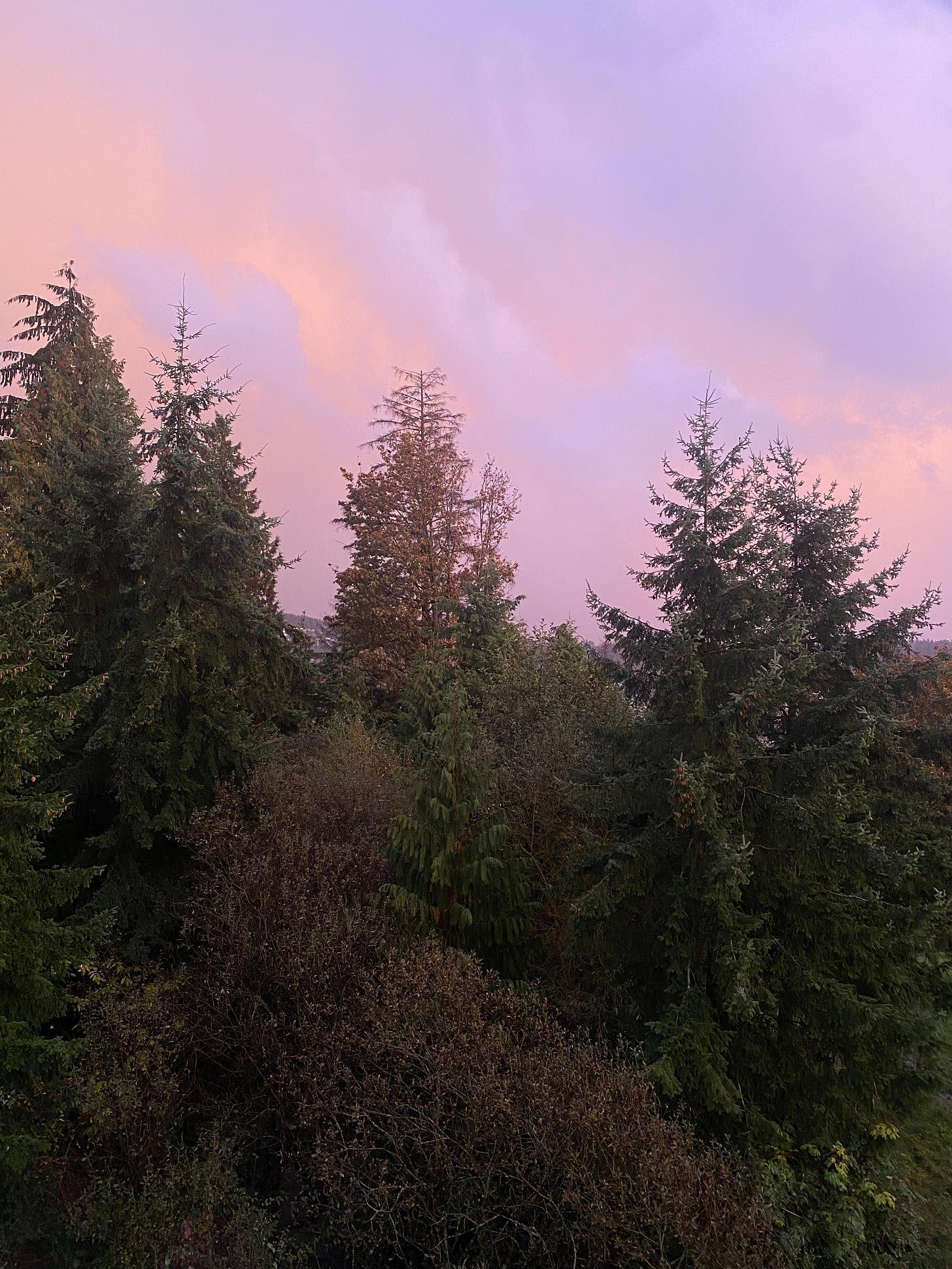 Evergreen trees against a pink and purple clouded sky.