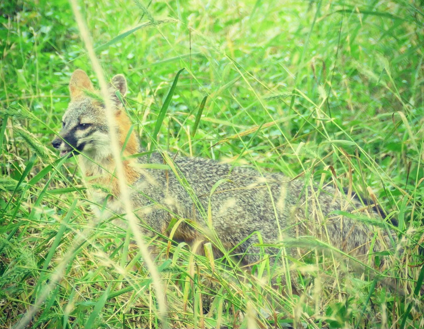 Grey fox in an empty urban lot