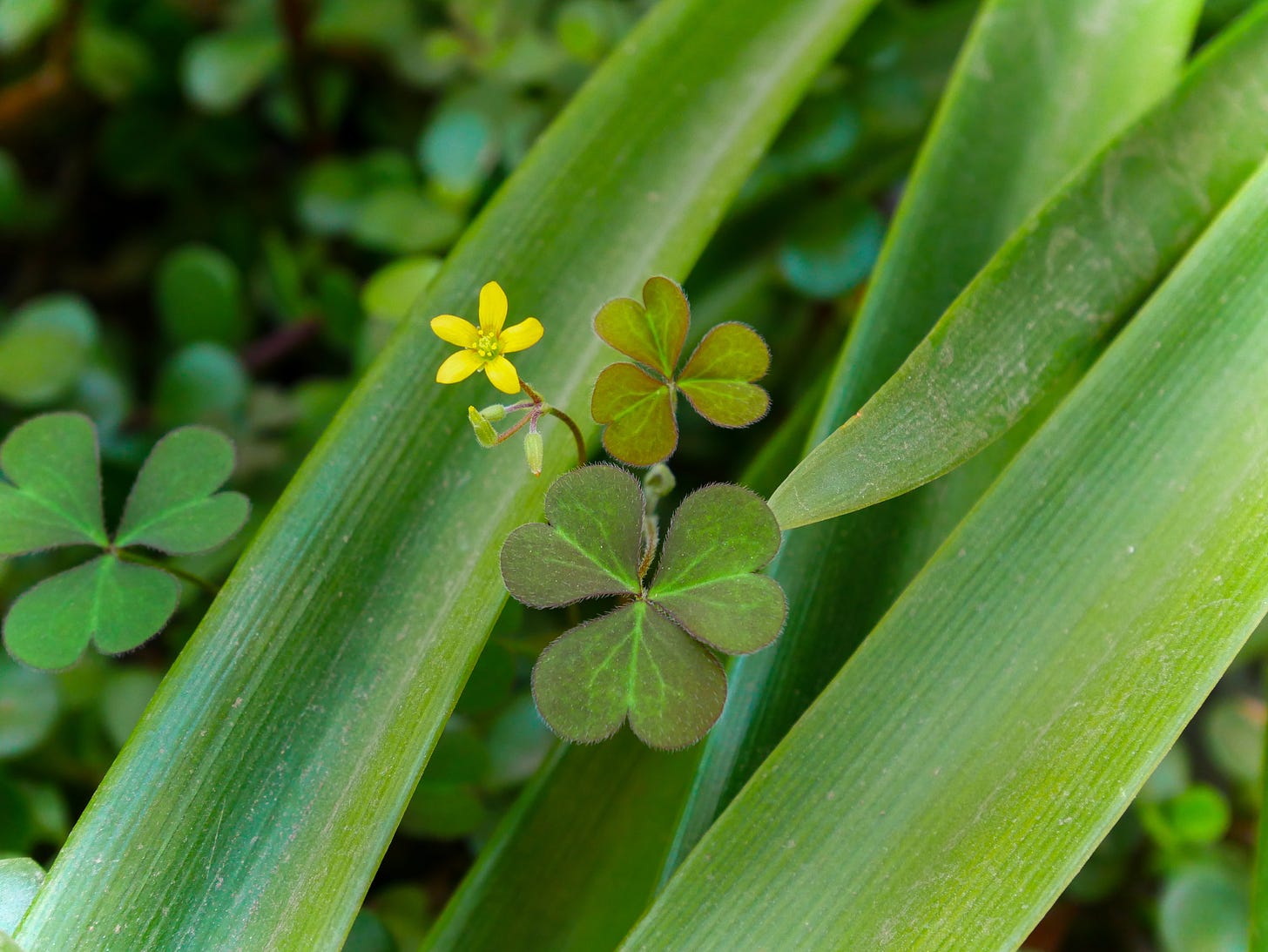 A tiny yellow flower with clover leaves, standing out against the green of a larger plant in the background