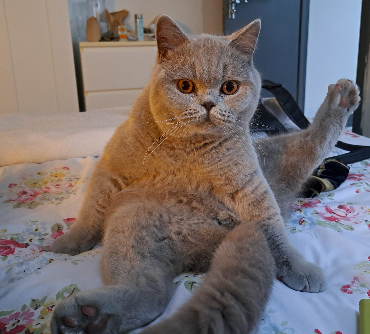 cat on bed, Cardiff