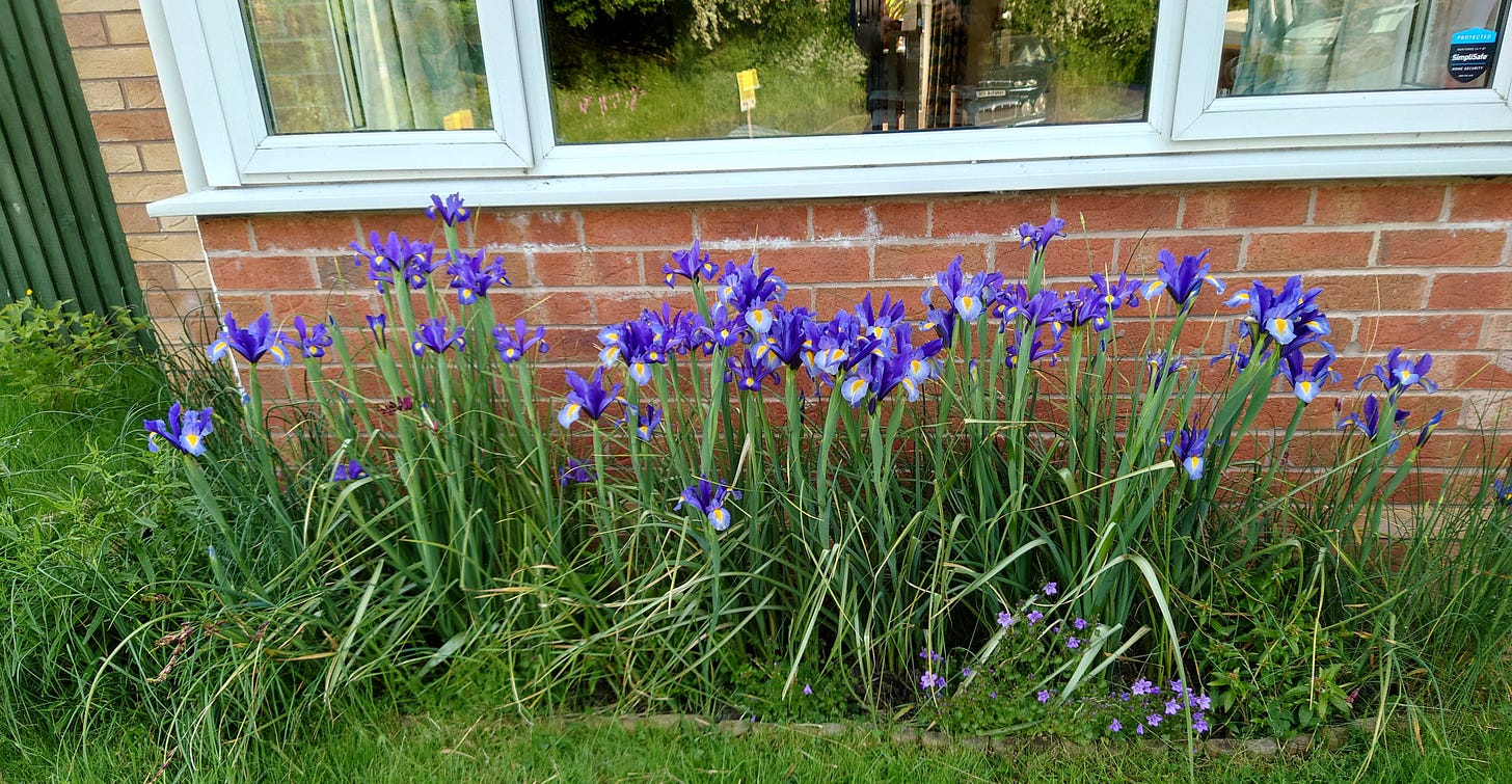 Purple irises in bloom