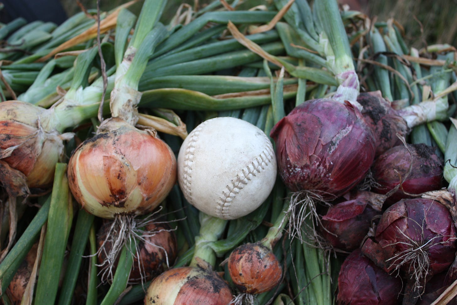 Softball sized onions