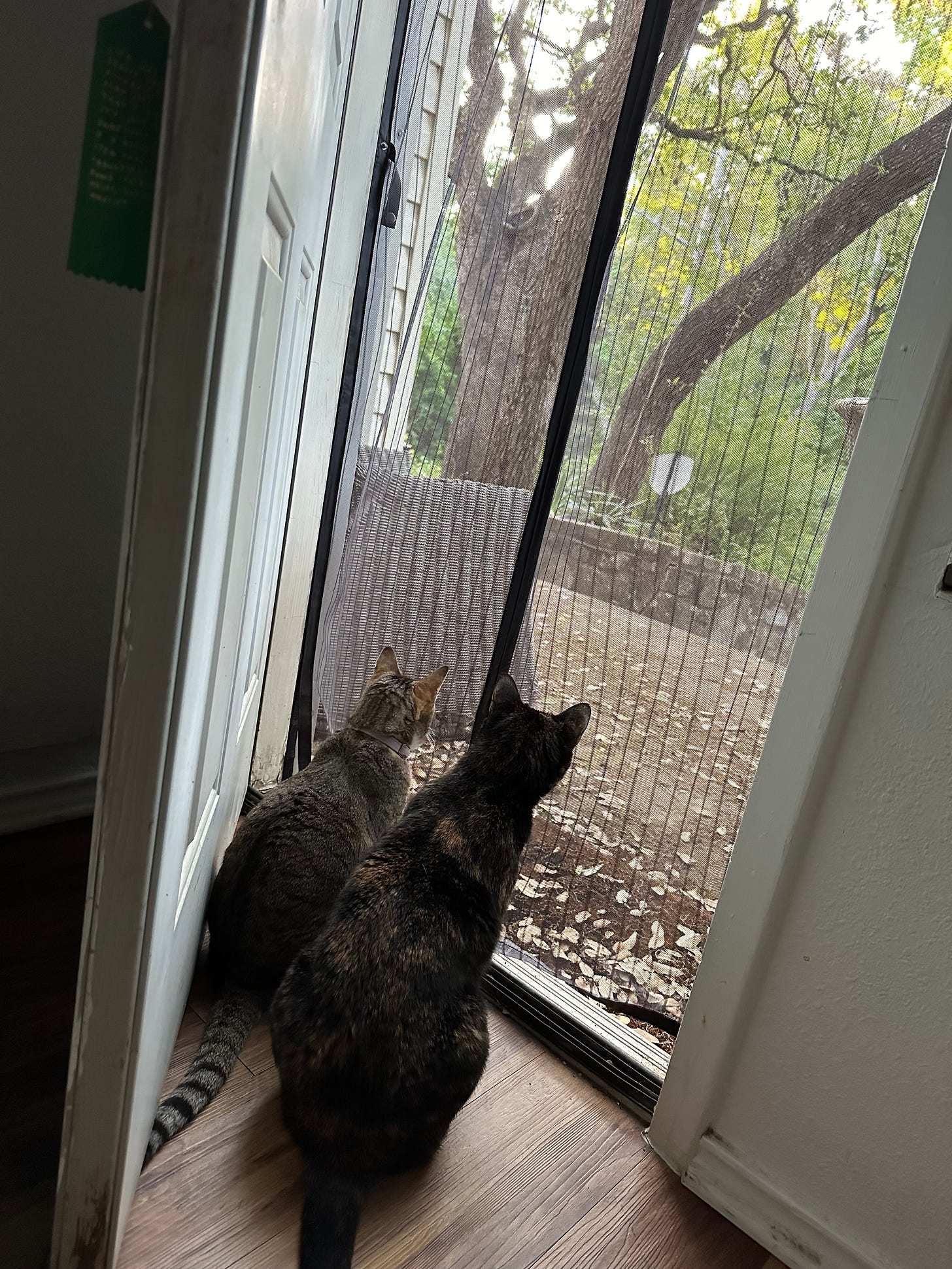 Two cats sit side by side and look out through a screen door.