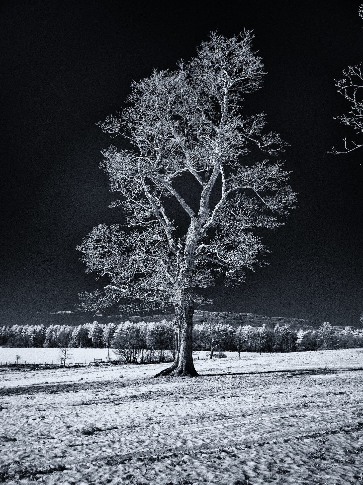 Tree on Witt Road in Jaffrey, NH