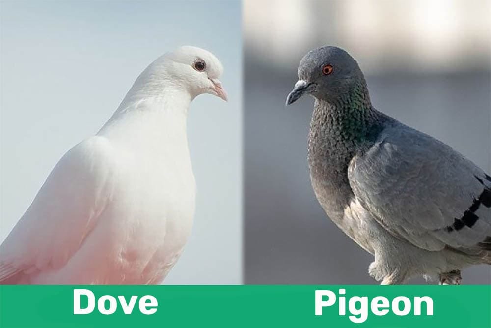 Dove vs. Pigeon: What're the Differences? (With Pictures) | Pet Keen