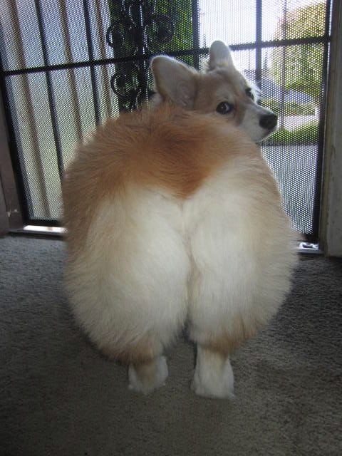 A corgi looking back at the camera over its shoulder in a butt selfie