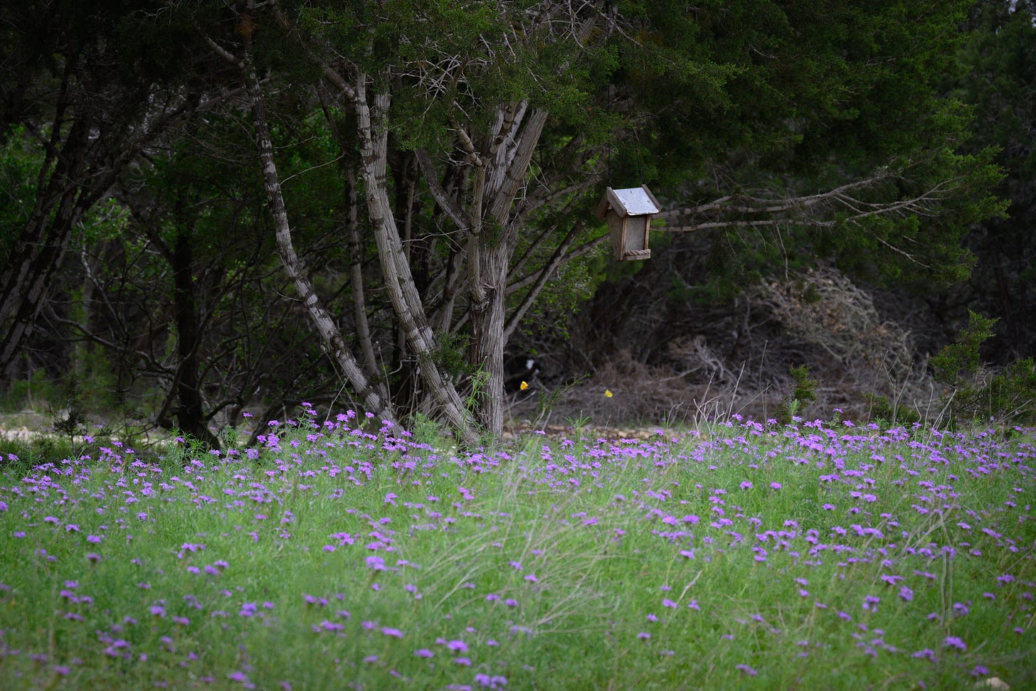 A field of purple wildflowers, and cedar trees with one bird feeder hanging from a limb on the left. Two small yellow butterflies hover over the wildflowers