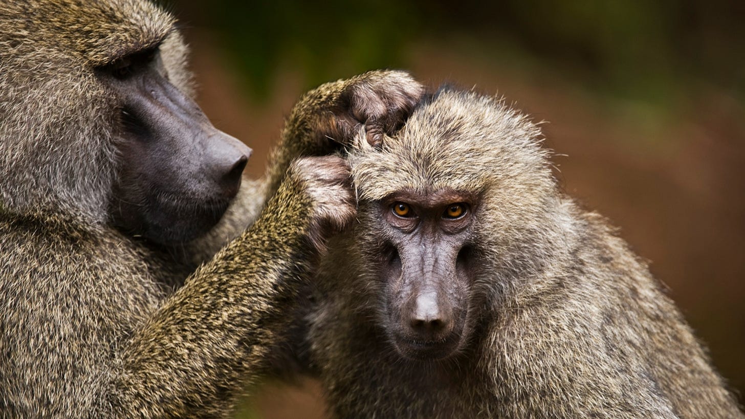 Wacky Weekend: Primates